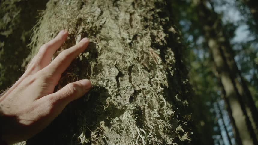 Man brushes his hand against the moss on a tree in the forest