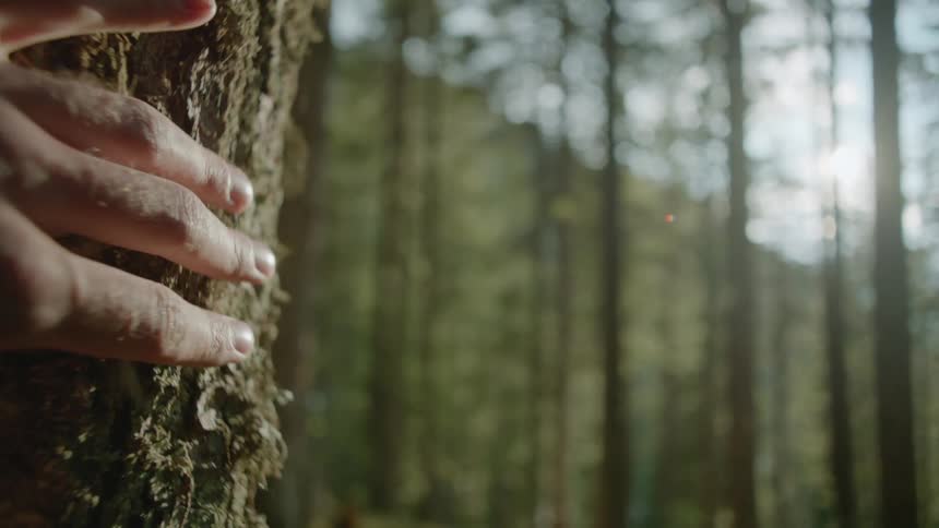 Hand brushing the moss on the surface of a tree in the forest on the mountain