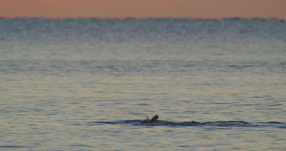 Person swims in ocean toward red sky on the horizon