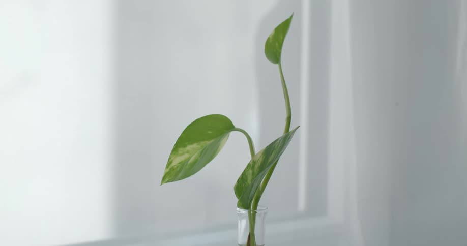 A plant in a vase in a home