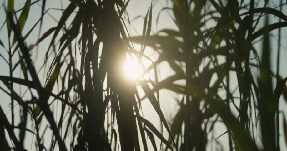 The sun shines through green stalks on a breezy day