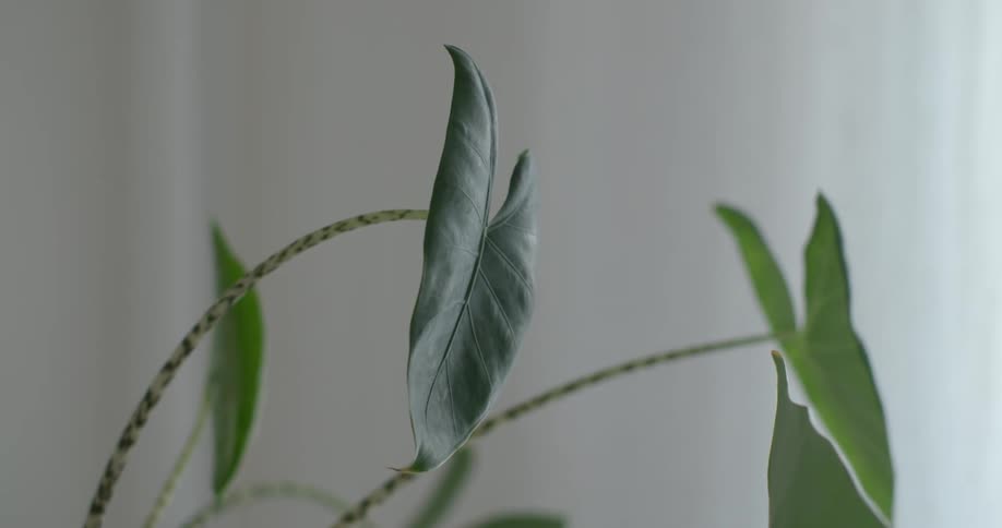 Big green leafs on a house indoor plant inside a room