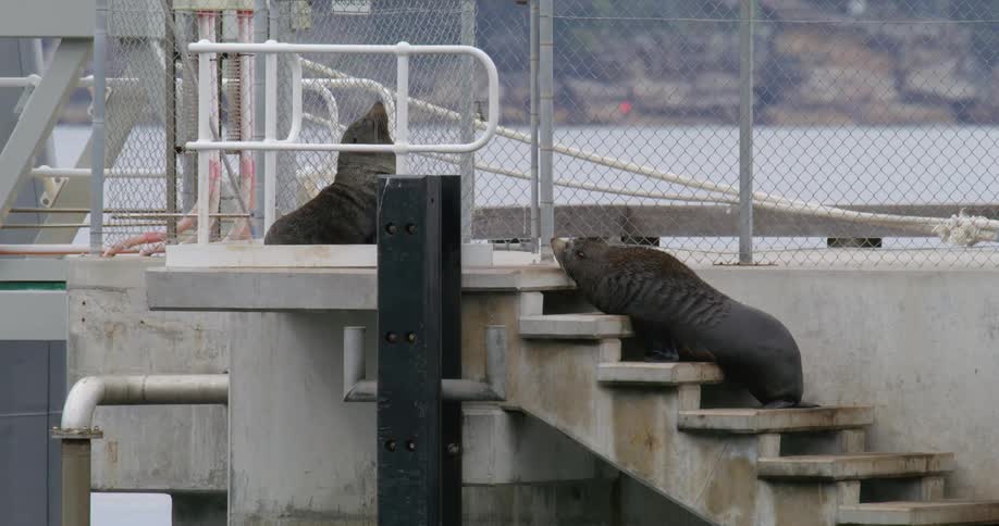 Sea lions lying on stairs on the shore
