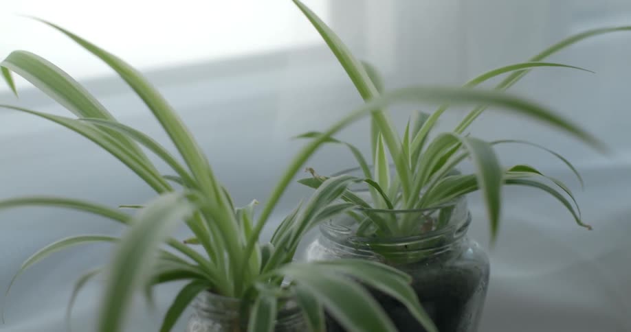 Two plants in jars sit on a window ledge