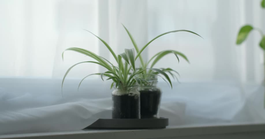 Plant in a room