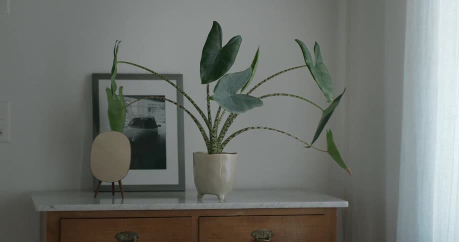A wall of a room with a cabinet and plant