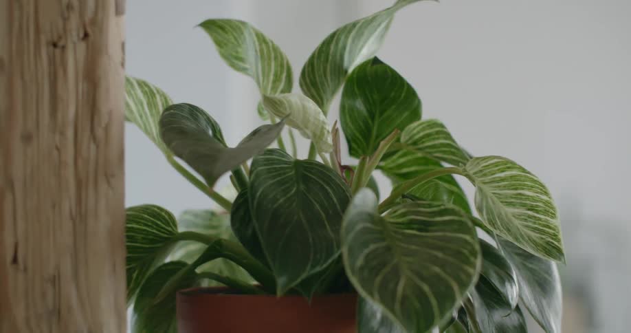 A view of a plant sitting in a house in a pot
