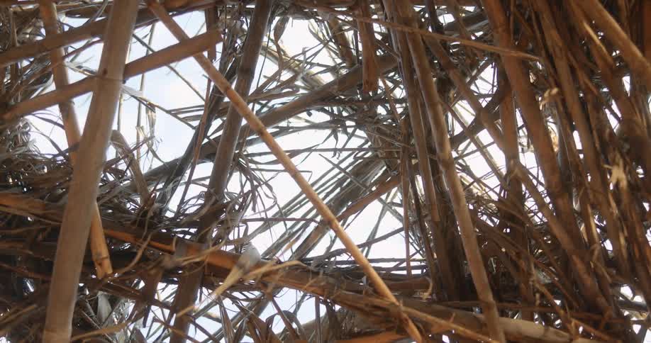Leaves on bamboo structure wave in wind under pale sky