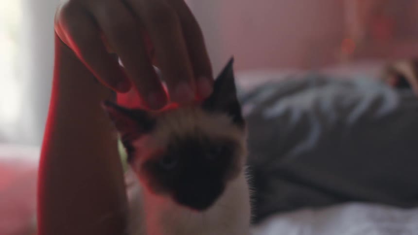 Man petting a small siamese cat on the bed at home in the morning
