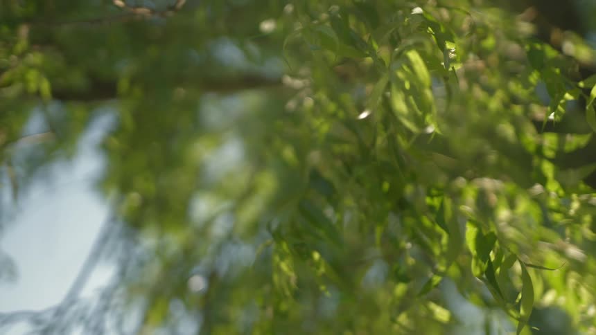 Several branches with leaves hang down from a tall tree that is standing beneath a blue sky