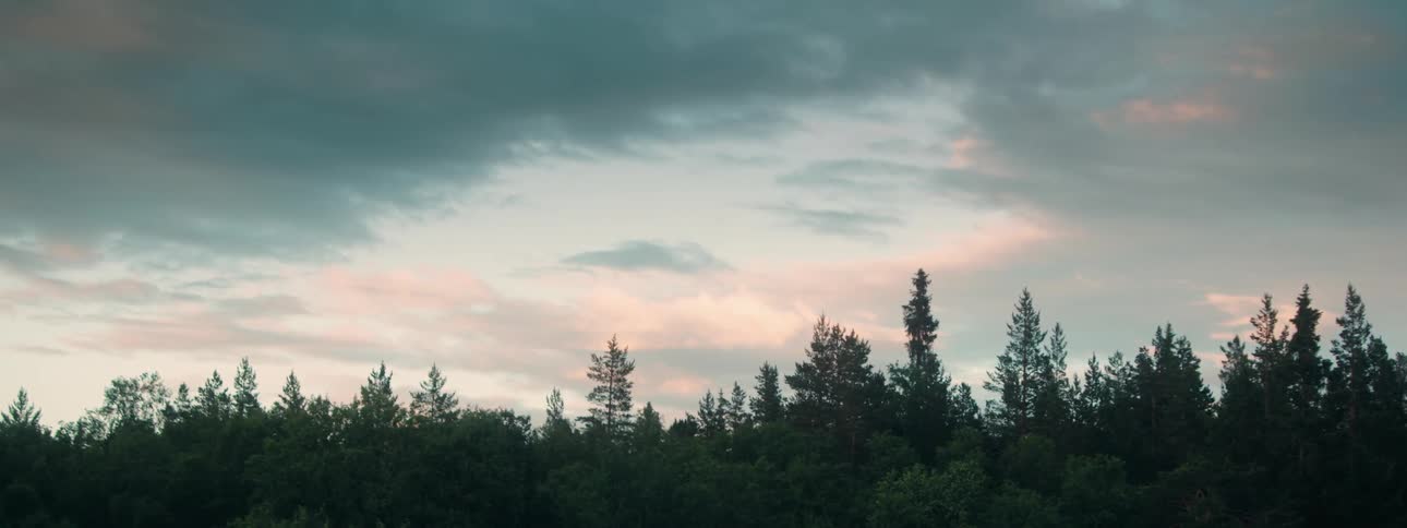 Heavy clouds settle over a dense forest of pine trees