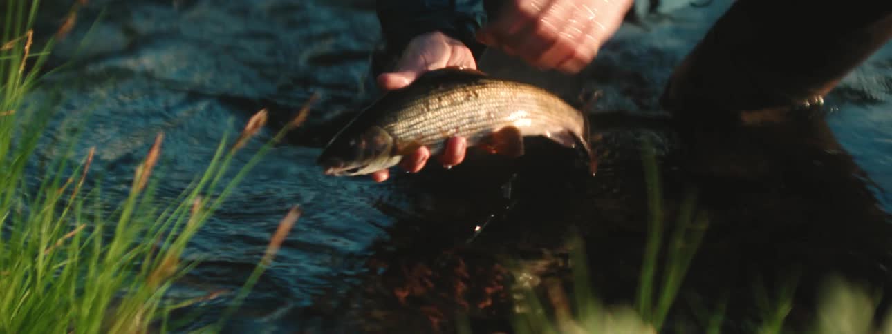 A fisherman in a flowing stream holds a fish and displays its fin