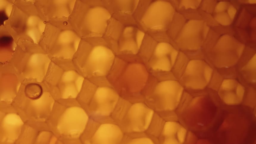 A view of honey combs in a hive