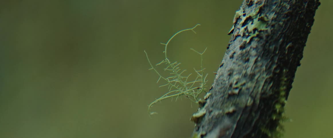 Moss sits blowing in the wind on tree bark