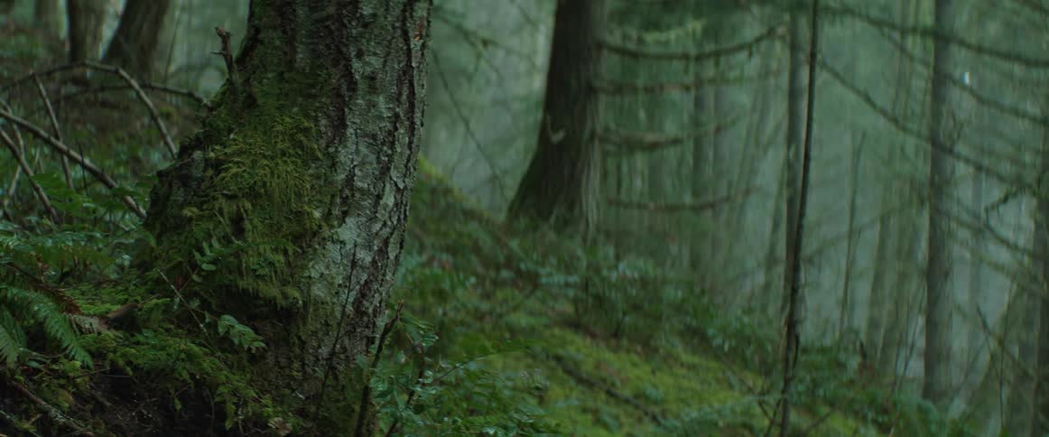 Mist and fog cover the thick forest with hanging lychen and moss