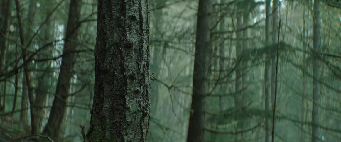 A tree stands in the thick forest fog