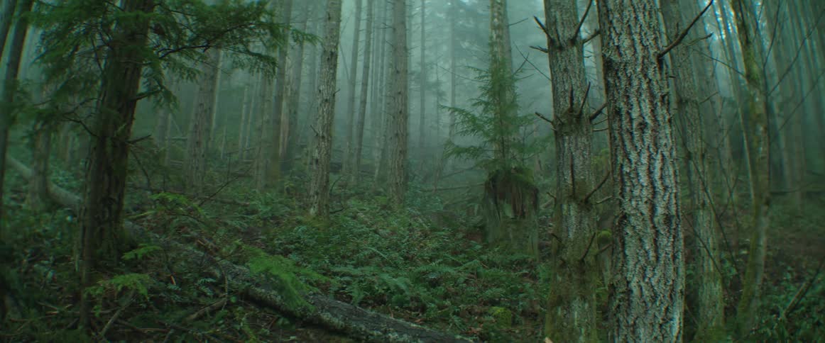 The forest on the hill is filled with fog