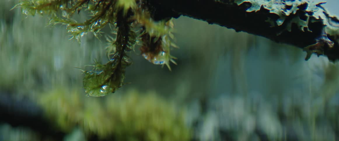 Water drips from the moss hanging off of a tree branch