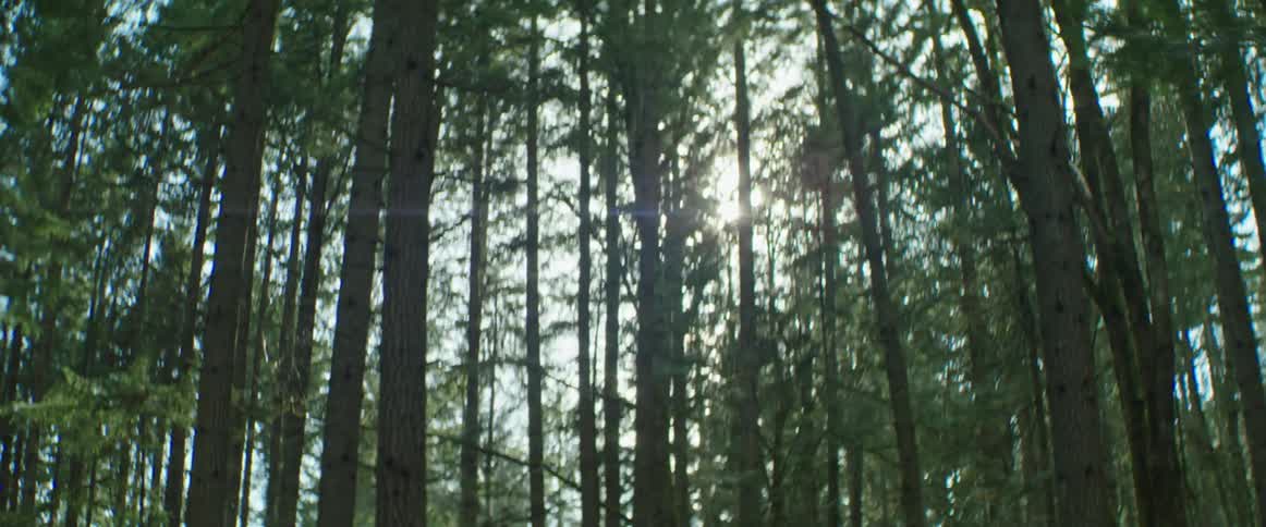 Sun shines through the canopy of tall trees, prompting anamorphic lens flares