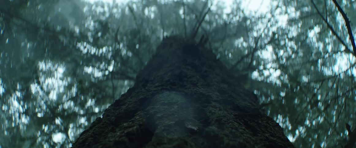 A view up a tree in the thick forest fog with rain