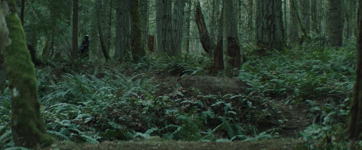 Bicyclist sits on bike in forest area surrounded by lush ferns