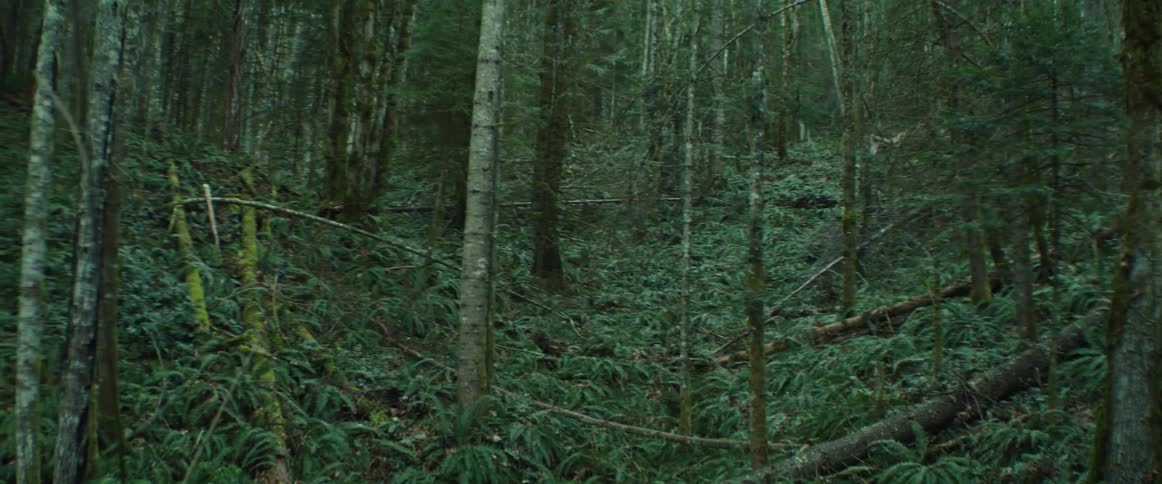 Sweeping view of a lush forest ravine with ferns and trees