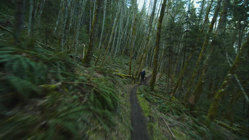 A bicycle rider speeds through a ribbon of trail in the lush woods
