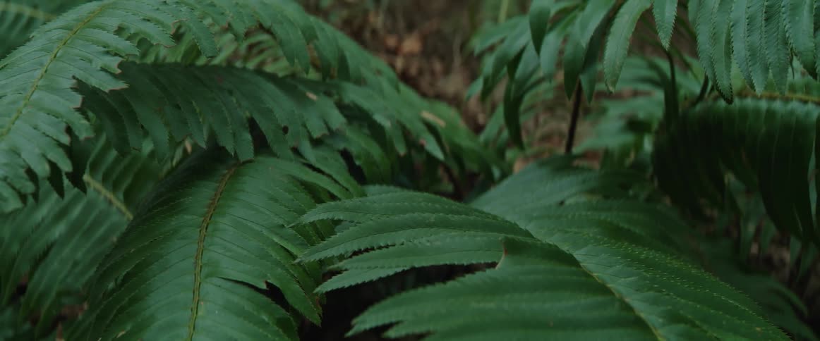 Lush green fern leaves wave in a breeze