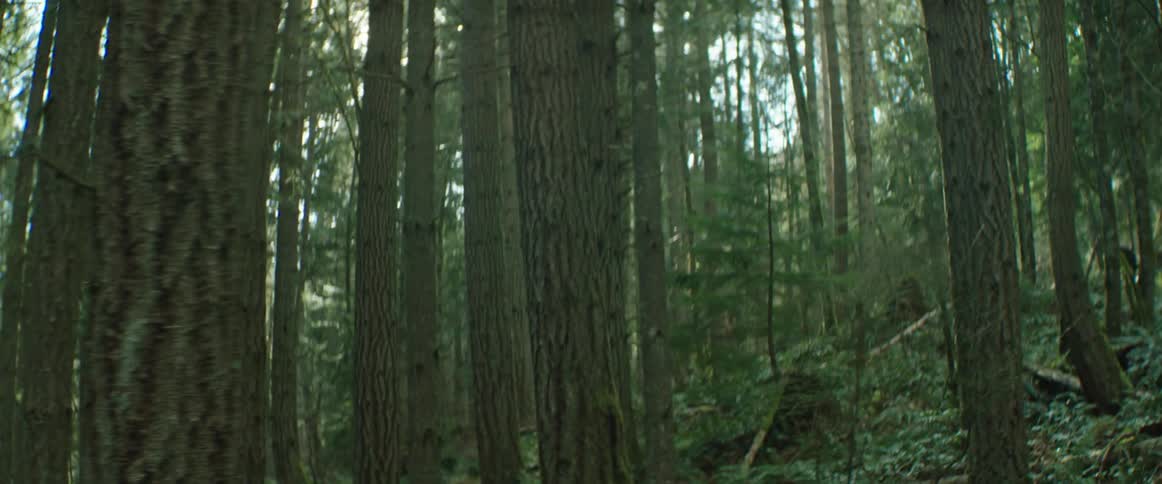 Sunlight peaks through tall trees in a forest as the camera sweeps uphill