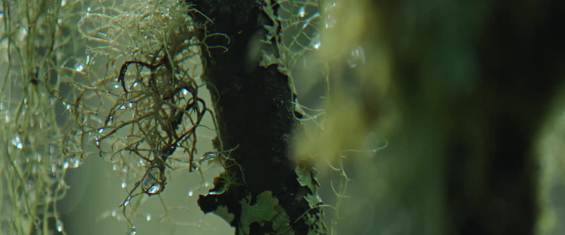 Water drops cling to moss on tree branch