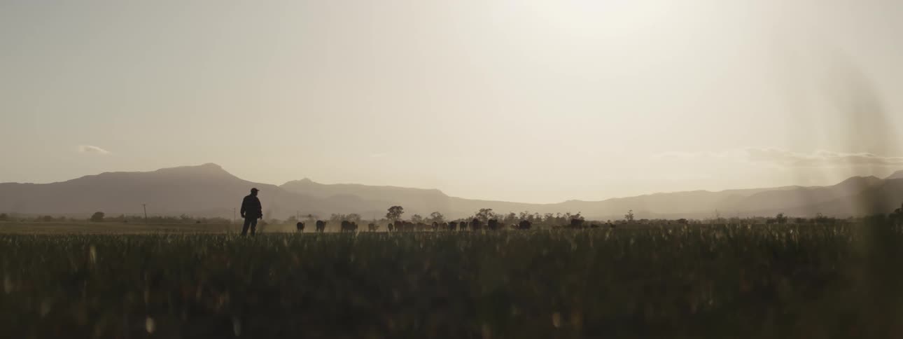 A man standing on a farm looking into the distance at cattle