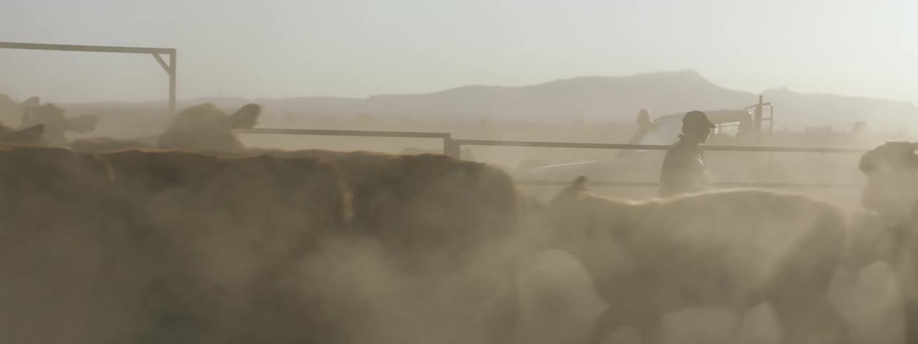 A man walking on his ranch with cattle