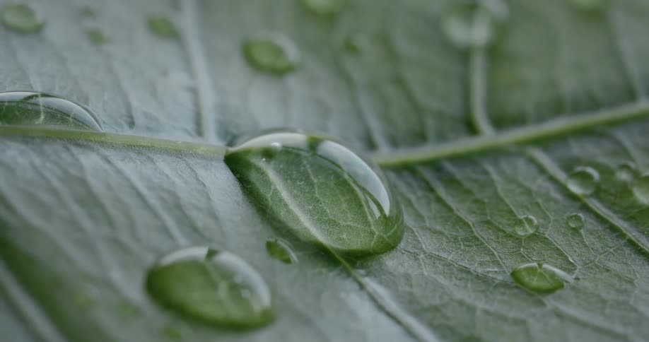 Drops of rain rest on a leaf outdoors during the day