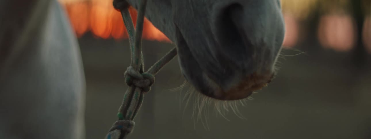 A close up view of a horse is displayed at dusk