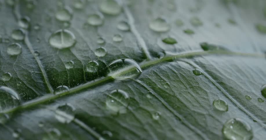 The leaf is covered with many spots of water
