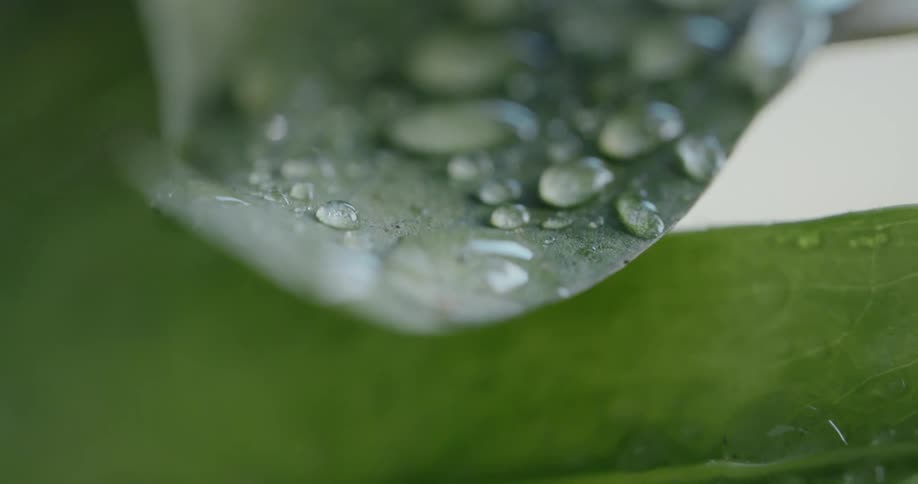 Translucent water drops sit on grayish green leaf over brighter green leaf