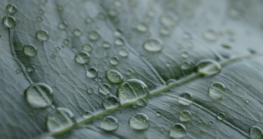Water drops sitting on large green leaf magnifies leaf surface