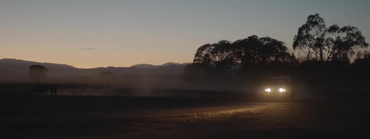A truck traveling on a dirt road near cows at dusk