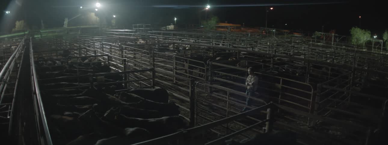 Man leans against fence looking at corral holding cattle at night