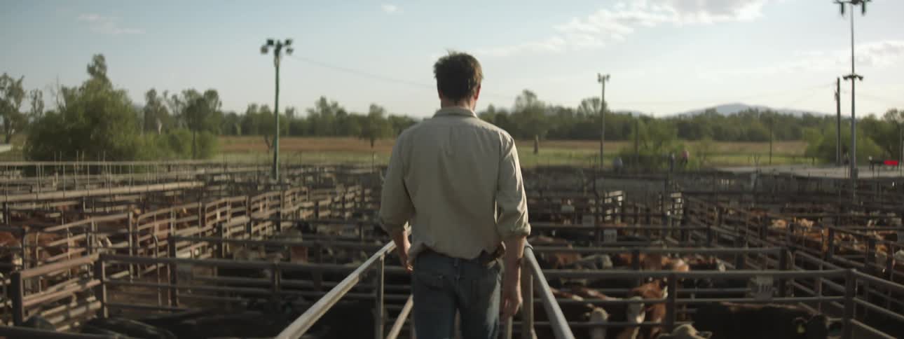 A rancher walks through rows of baby calves kept in corrals