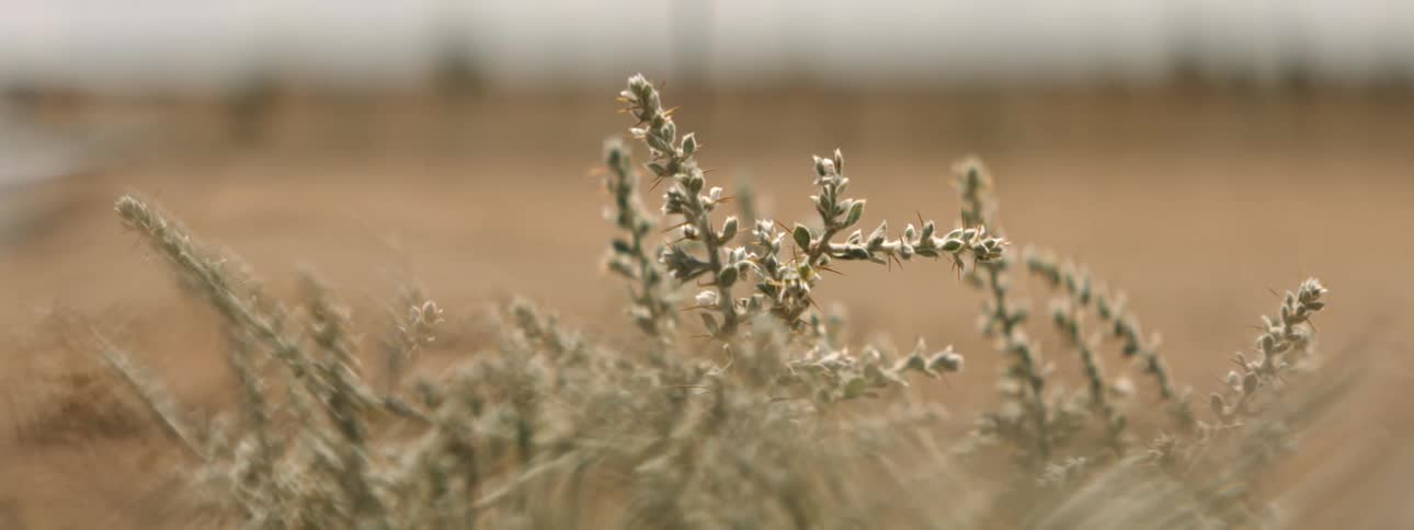 Branches on a bush grow wild in a field of dead grass