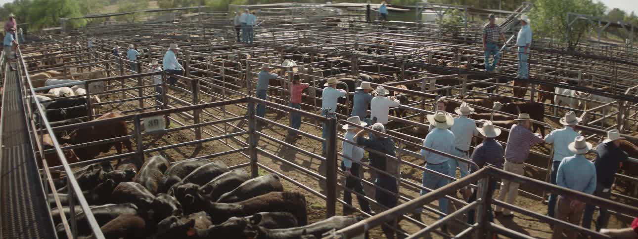 A crowd of farmers and cattle in pens at the sale yard