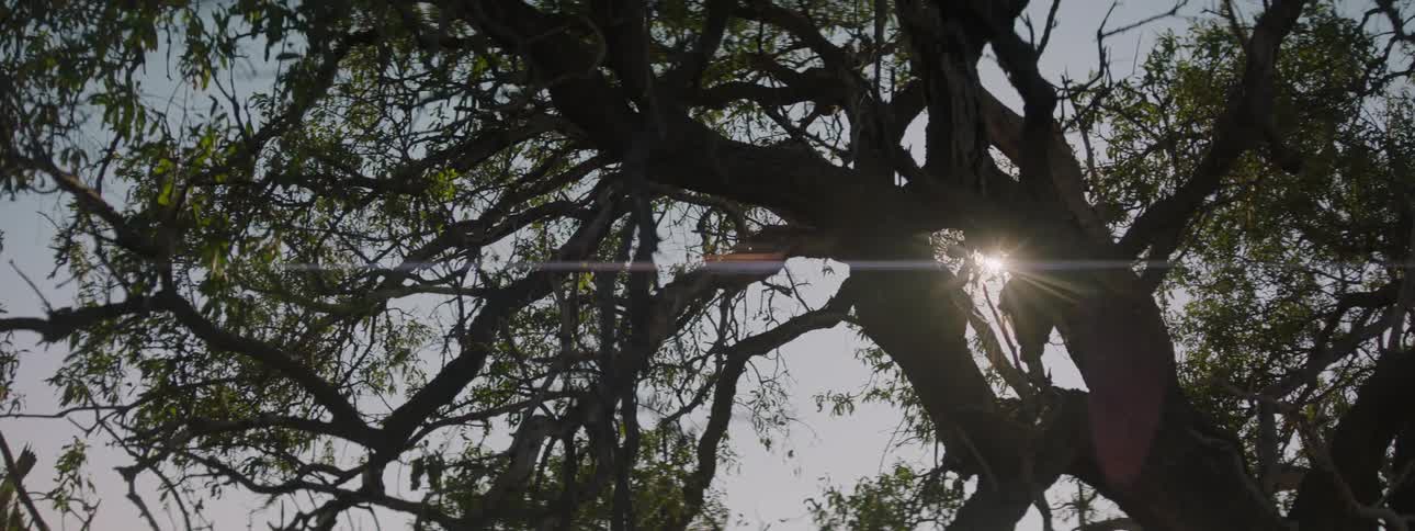 The sun is peeking down through the trees