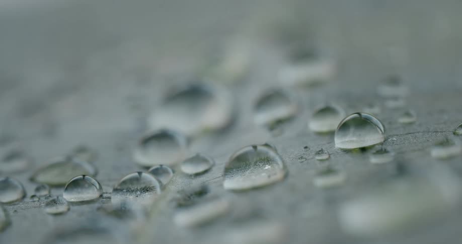 Large drops of water magnify the leaf they sit on