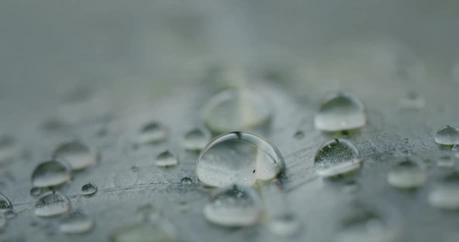 Droplets of rain on a leaf