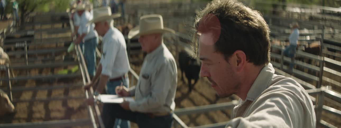Livestock judges stand on a platform above cows in pens