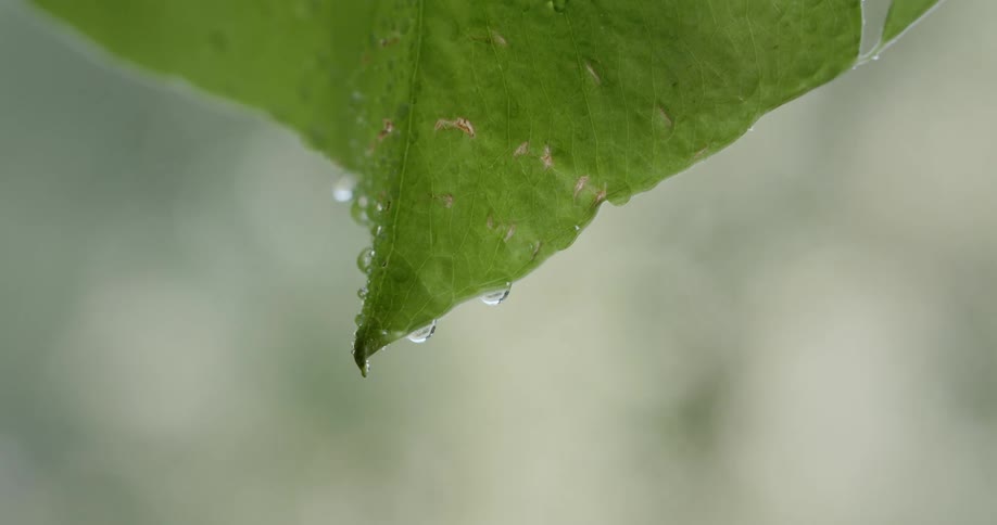 Water drops cling to edge of green leaf swaying in the breeze