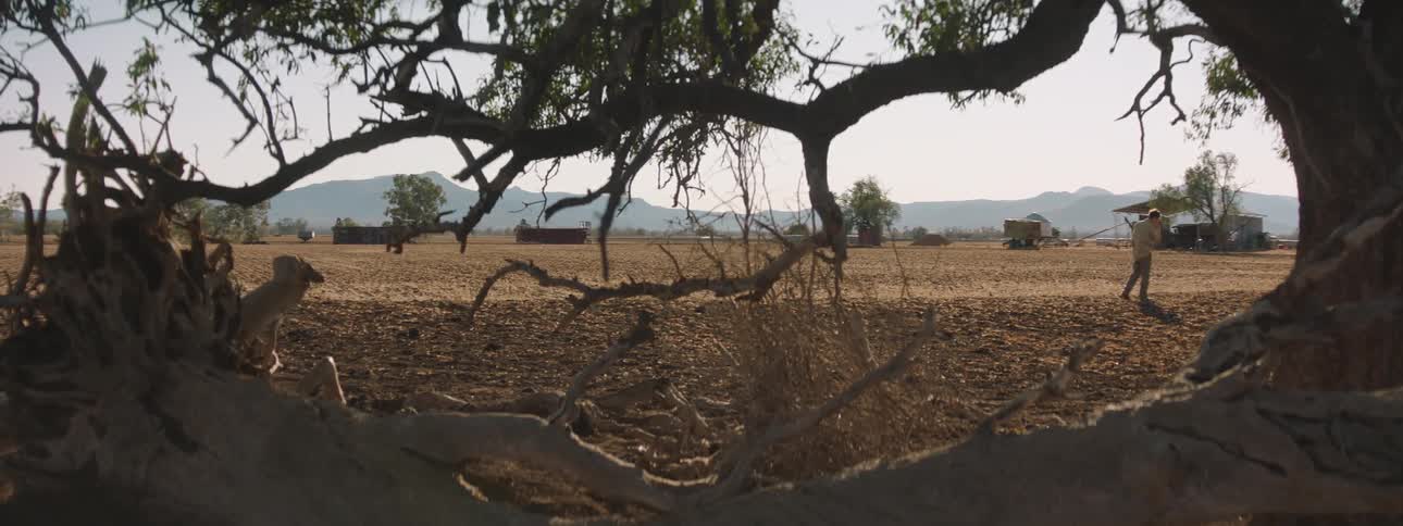 A man standing in a field looking at his dying crop
