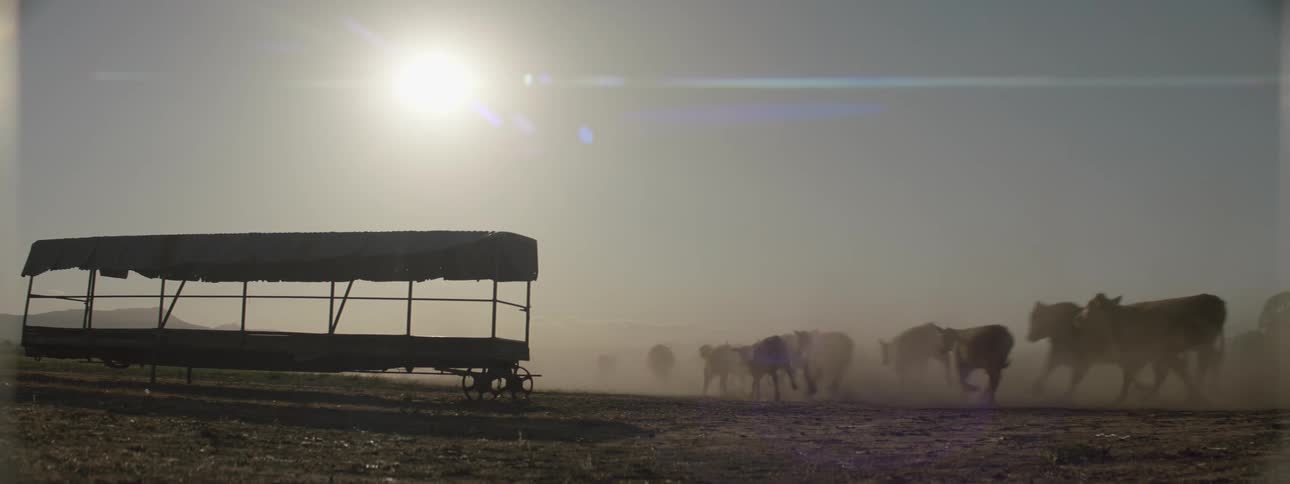 A person follows after a herd of cattle running away