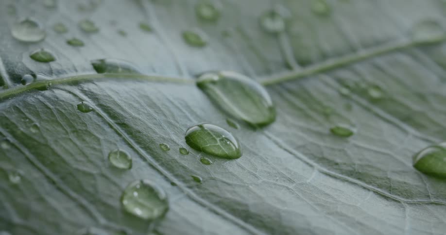 Water droplets covering a green leaf